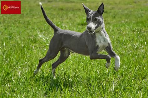 venta podencos|Podenco Züchter und Welpen in Deutschland